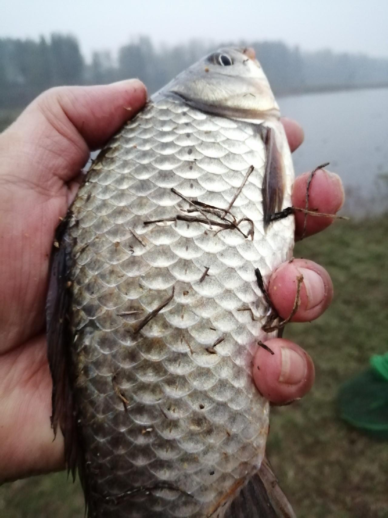 科技重塑垂釣樂趣，智能垂釣時代全新體驗技巧揭秘