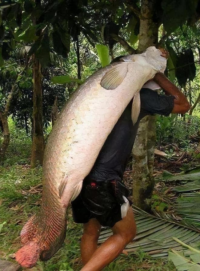 巨骨舌魚價格揭秘，小巷深處的獨特美食體驗