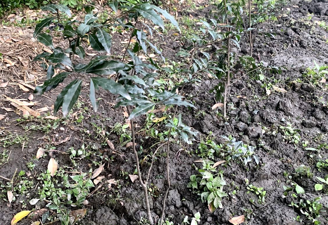 金彈子樹價格,金彈子樹價格，市場走勢下的多元觀點探討