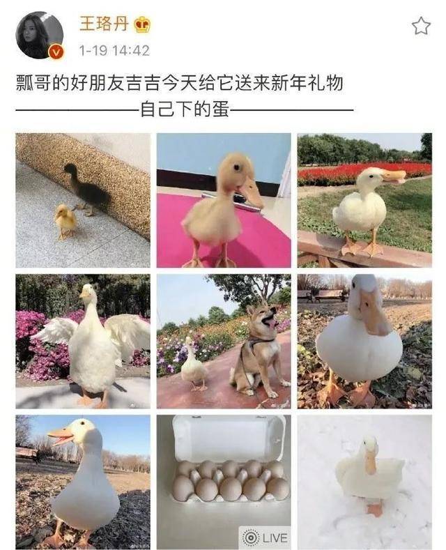最新鴨子網(wǎng)使用指南，任務完成與技能提升攻略