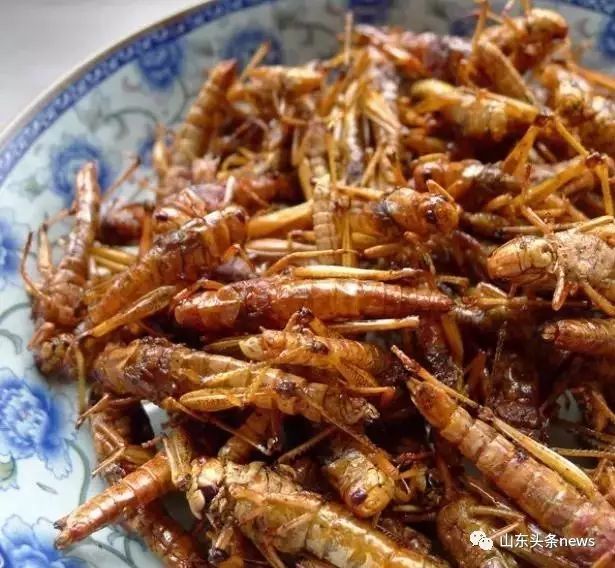 揭秘蝗蟲最新動態(tài)，如何觀看與學習關于蝗蟲最新視頻資訊